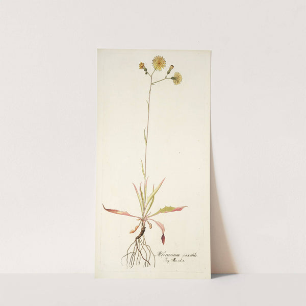 Hieracium saxatile by Nikolaus Joseph Freiherr von Jacquin