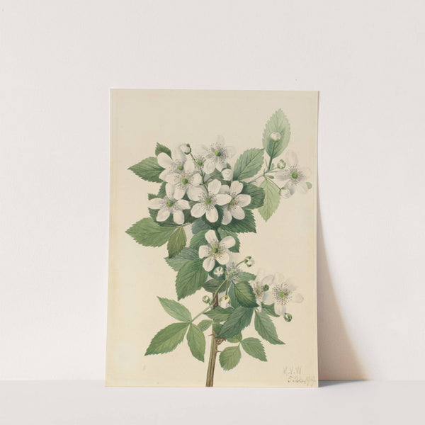 Highbush Blackberry (Rubus argutus) (1919) by Mary Vaux Walcott