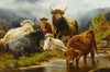 Highland cattle