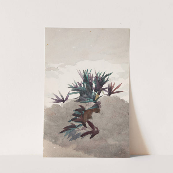 Hillside with Clumps of Maguey (1898-1899) by Winslow Homer