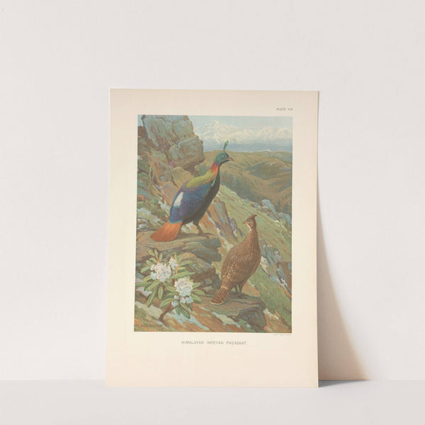 Himalayan Impeyan Pheasant (Lophophorus impeyanus). (1918-1922) by Charles Robert Knight