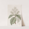 Himalayan Lilac by Sydenham Edwards
