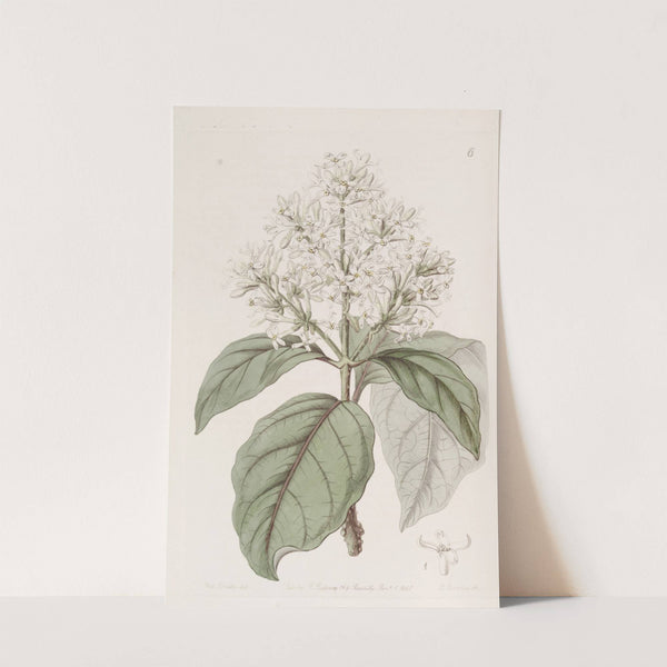 Himalayan Lilac by Sydenham Edwards