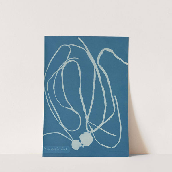 Himanthalia lorea by Anna Atkins