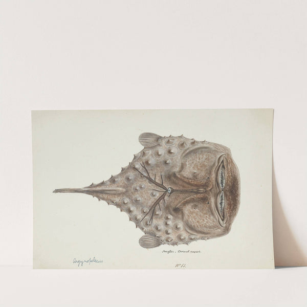 Himantolophus appelii (NZ) - dorsal view : Prickly anglerfish by Frank Edward Clarke