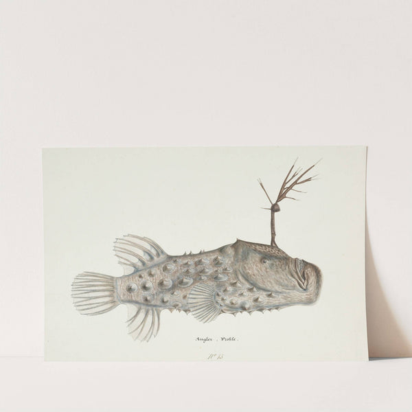 Himantolophus appelii (NZ) - lateral view l Prickly anglerfish by Frank Edward Clarke