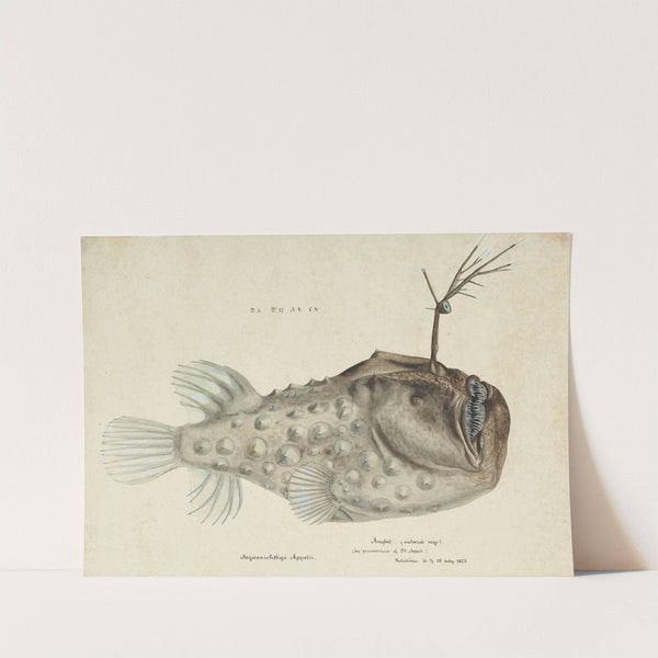 Himantolophus appelii (NZ) - lateral view : Prickly anglerfish by Frank Edward Clarke