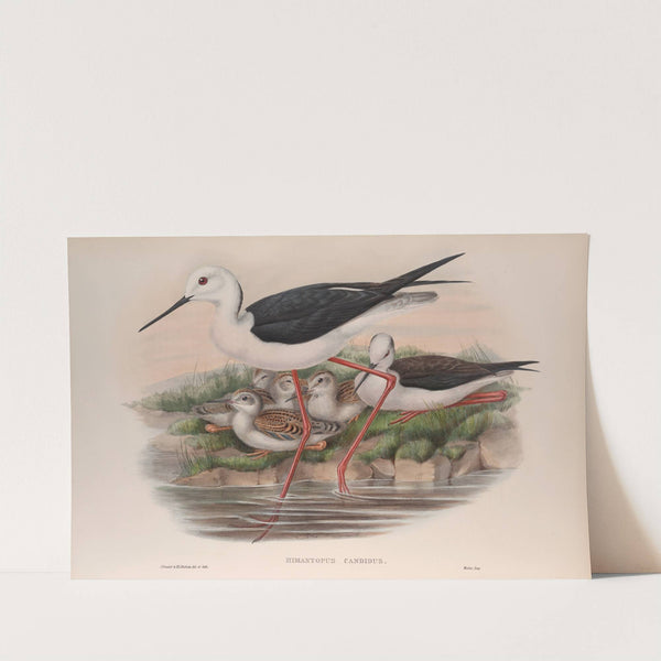 Himantopus candidus. (1862-1873) by John Gould