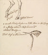 Hind Legs and Tail of a Horse