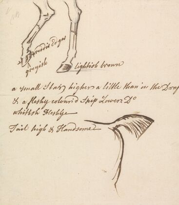 Hind Legs and Tail of a Horse