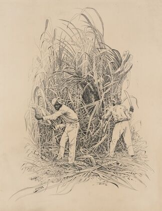 Hindu, Cutting Cane (1882-1886)