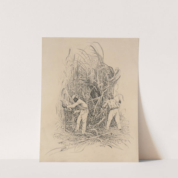 Hindu, Cutting Cane (1882-1886) by Milton J. Burns