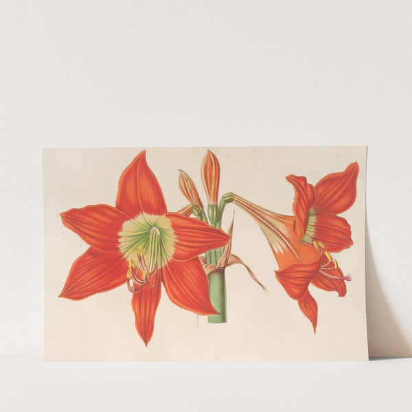 Hippeastrum (Amaryllis!) pyrrochroum by Charles Antoine Lemaire