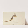 Hippocampus abdominalis (Tas) : Seahorse (1867) by Frank Edward Clarke