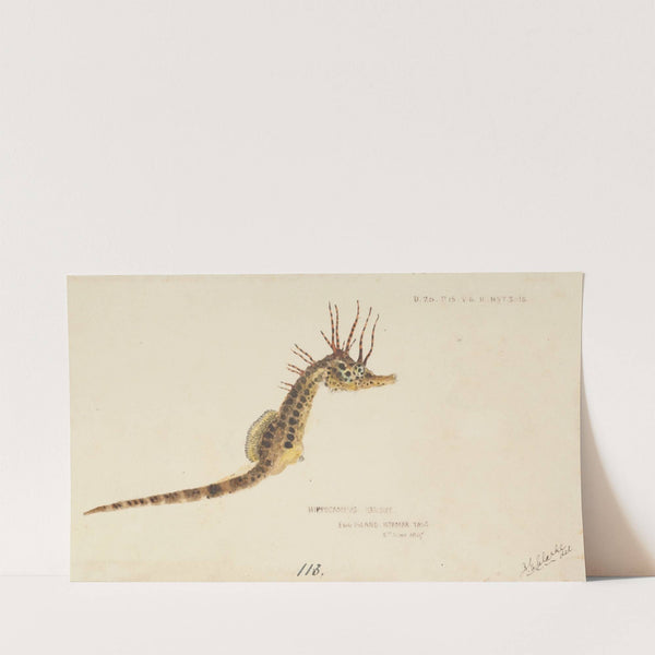 Hippocampus abdominalis (Tas) : Seahorse (1867) by Frank Edward Clarke