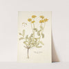 Hippocrepis balearica by Nikolaus Joseph Freiherr von Jacquin