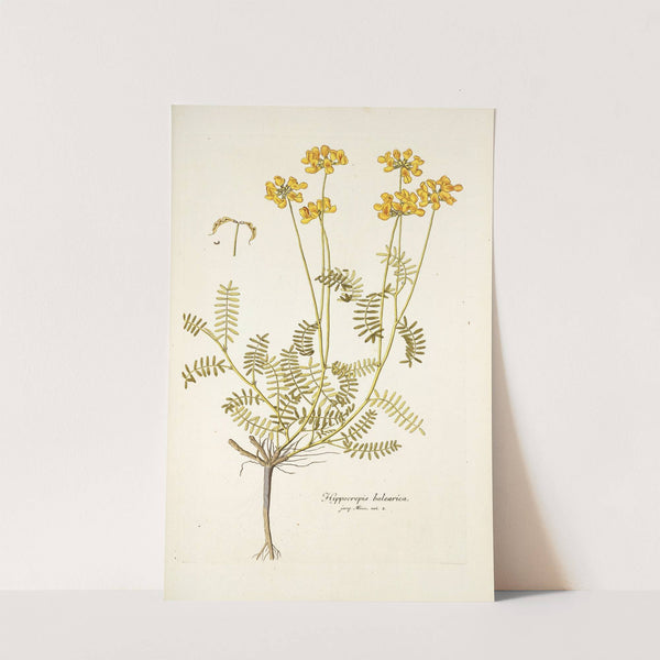Hippocrepis balearica by Nikolaus Joseph Freiherr von Jacquin