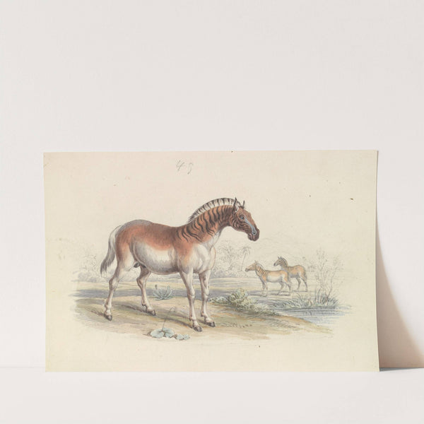 Hippotigris Quacha (1837) by Charles Hamilton Smith