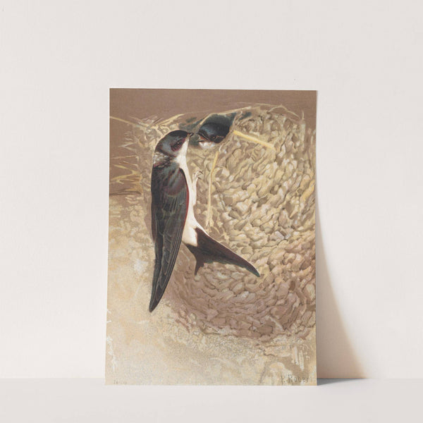 Hirondelle de Fenétre by Léo-Paul Robert