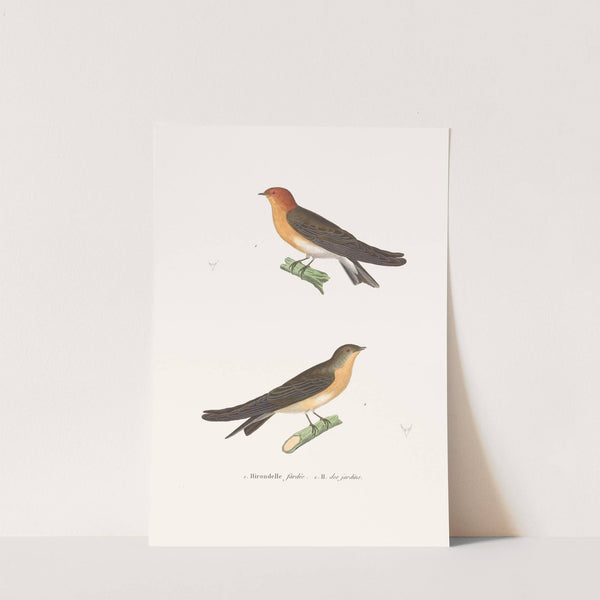 Hirondelle Fardée by Coenraad Jacob Temminck