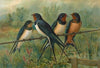 Hirundo rustica, Hirundo rustica Savignii