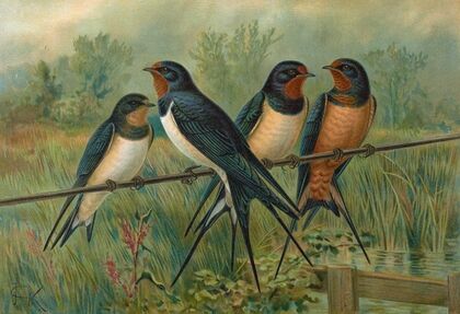 Hirundo rustica, Hirundo rustica Savignii