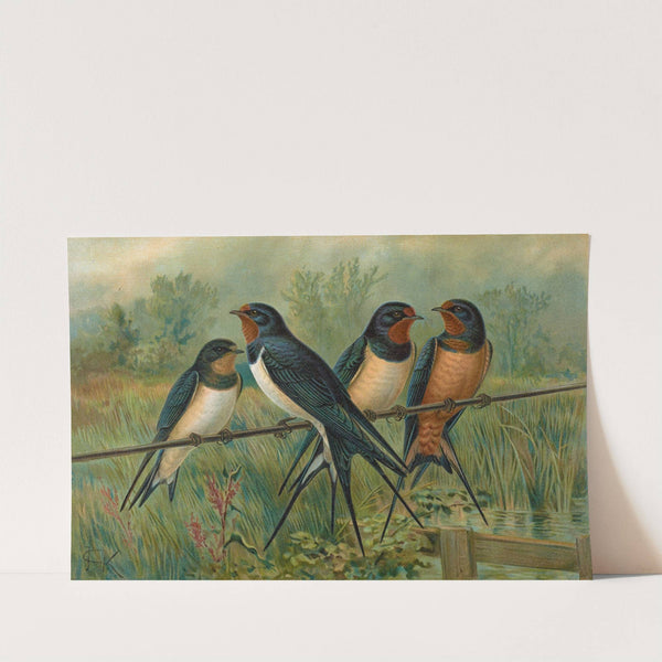 Hirundo rustica, Hirundo rustica Savignii by Johann Friedrich Naumann