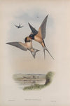 Hirundo rustica. Swallow. (1862-1873)