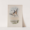 Hirundo rustica. Swallow. (1862-1873) by John Gould