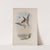 Hirundo rustica. Swallow. (1862-1873) by John Gould