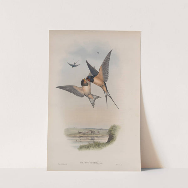 Hirundo rustica. Swallow. (1862-1873) by John Gould