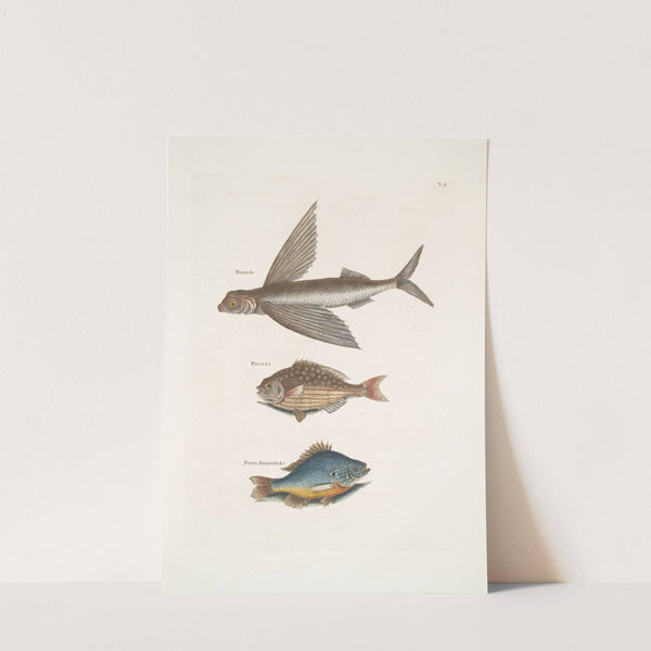 Hirundo, The Flying FIsh; Perca &c., The Rudder Fish; Perca fluviatilis &c. , The Fresh-Water Pearch. by Mark Catesby