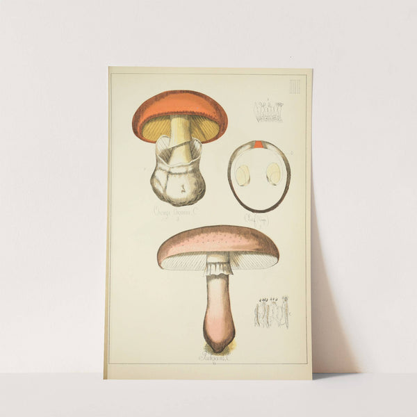 Histoire naturelle des champignons Pl.03 (1883) by Guillaume Sicard