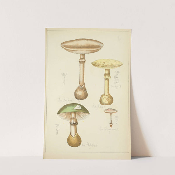 Histoire naturelle des champignons Pl.05 by Guillaume Sicard