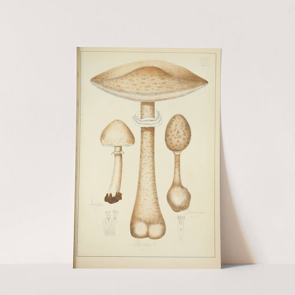 Histoire naturelle des champignons Pl.07 by Guillaume Sicard