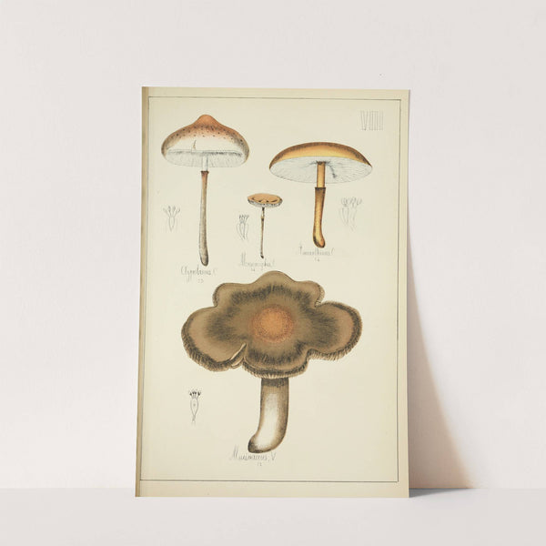 Histoire naturelle des champignons Pl.08 by Guillaume Sicard