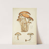 Histoire naturelle des champignons Pl.09 by Guillaume Sicard