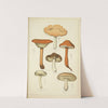 Histoire naturelle des champignons Pl.10 by Guillaume Sicard
