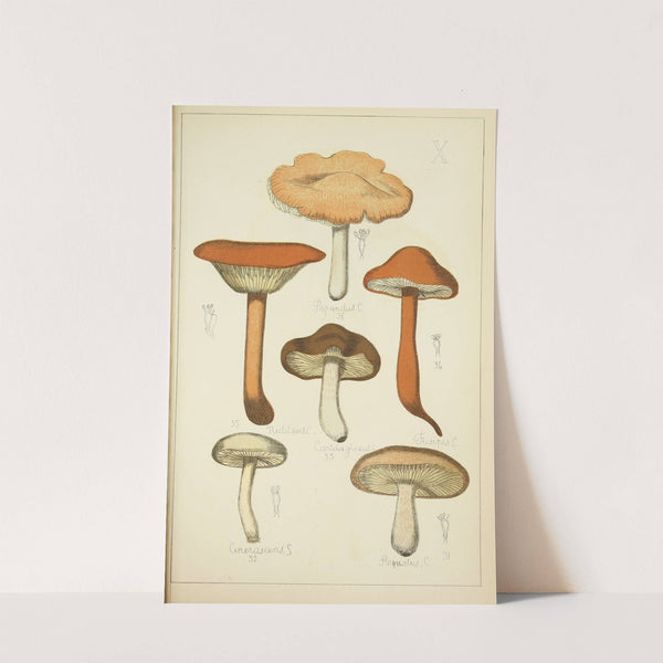Histoire naturelle des champignons Pl.10 by Guillaume Sicard