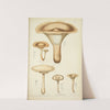 Histoire naturelle des champignons Pl.11 by Guillaume Sicard