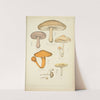 Histoire naturelle des champignons Pl.12 by Guillaume Sicard