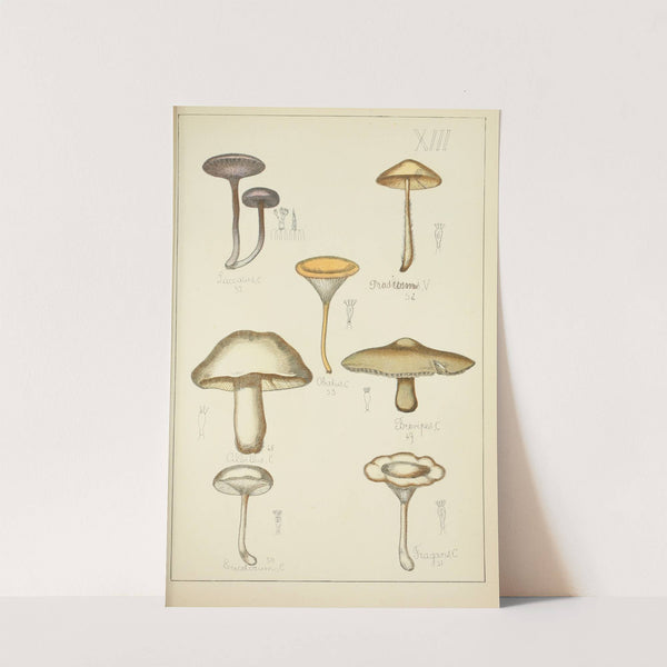 Histoire naturelle des champignons Pl.13 by Guillaume Sicard