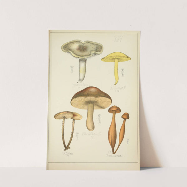 Histoire naturelle des champignons Pl.14 by Guillaume Sicard