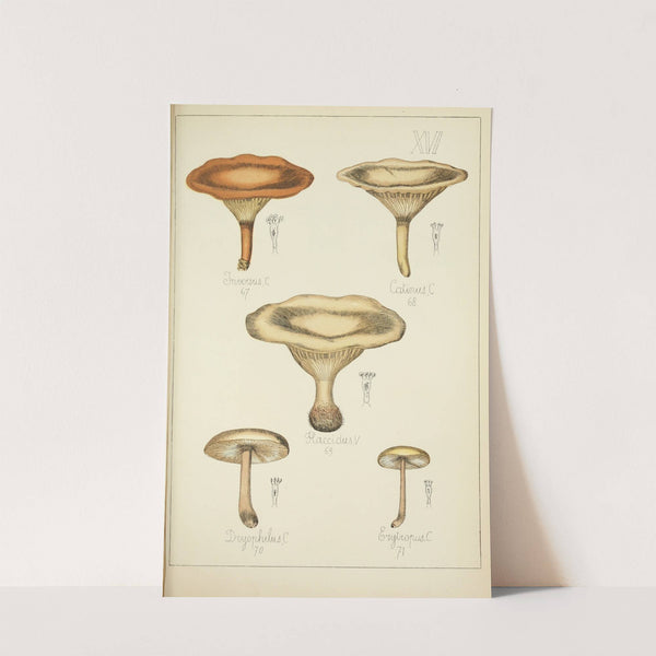 Histoire naturelle des champignons Pl.16 by Guillaume Sicard