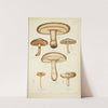 Histoire naturelle des champignons Pl.17 by Guillaume Sicard