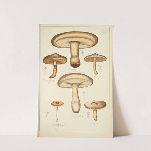 Histoire naturelle des champignons Pl.17 by Guillaume Sicard