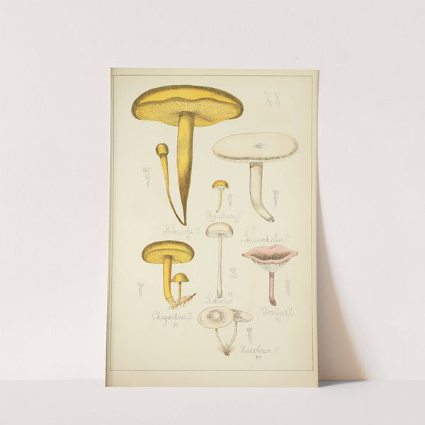 Histoire naturelle des champignons Pl.20 by Guillaume Sicard