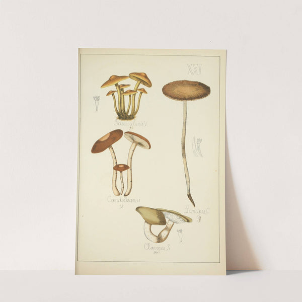 Histoire naturelle des champignons Pl.21 by Guillaume Sicard