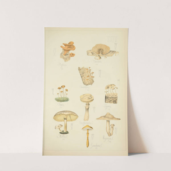 Histoire naturelle des champignons Pl.24 by Guillaume Sicard