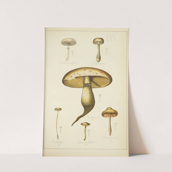 Histoire naturelle des champignons Pl.25 by Guillaume Sicard